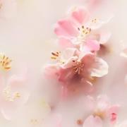 Rituals The Ritual of Sakura Floral Cherry Blossom & Rice Milk Reed Di...