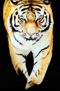 Billede Tiger 120x80