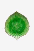 COSTA NOVA - Serveringsfad Hydrangea 22cm - Grøn - Serveringsfade - - ...