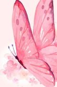 Pelcasa - Plakat Delikat sommerfugl - Rosa - Posters - - Homeroom