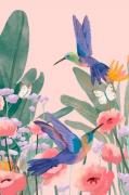 Pelcasa - Plakat Kolibrier - Rosa - Posters - - Homeroom