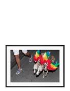 Poster Rainbow Dogs Democratic Gallery Red