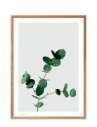 Eucalyptus Poster & Frame Patterned