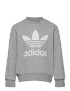 Trefoil Crew Adidas Originals Grey