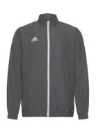 Ent22 Pre Jkt Adidas Performance Grey