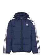 Padded Jacket Adidas Originals Navy