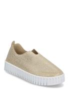 Tulip Glimmer Ilse Jacobsen Gold