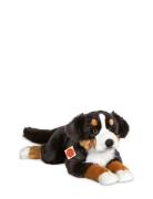 Lying Bernese Mountain Dog 60 Cm Toys Soft Toys Stuffed Animals Brown ...