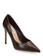 Thrive Shoes Heels Pumps Classic Brown Steve Madden